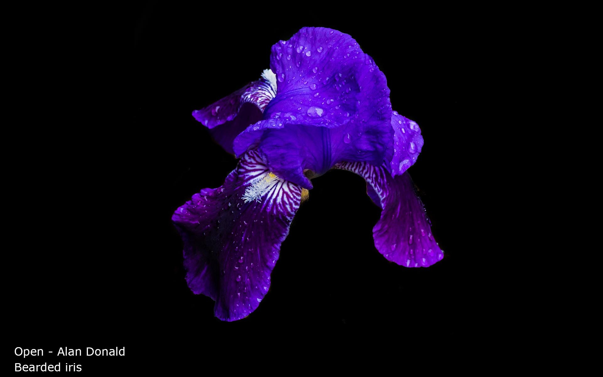 Bearded iris - Alan Donald