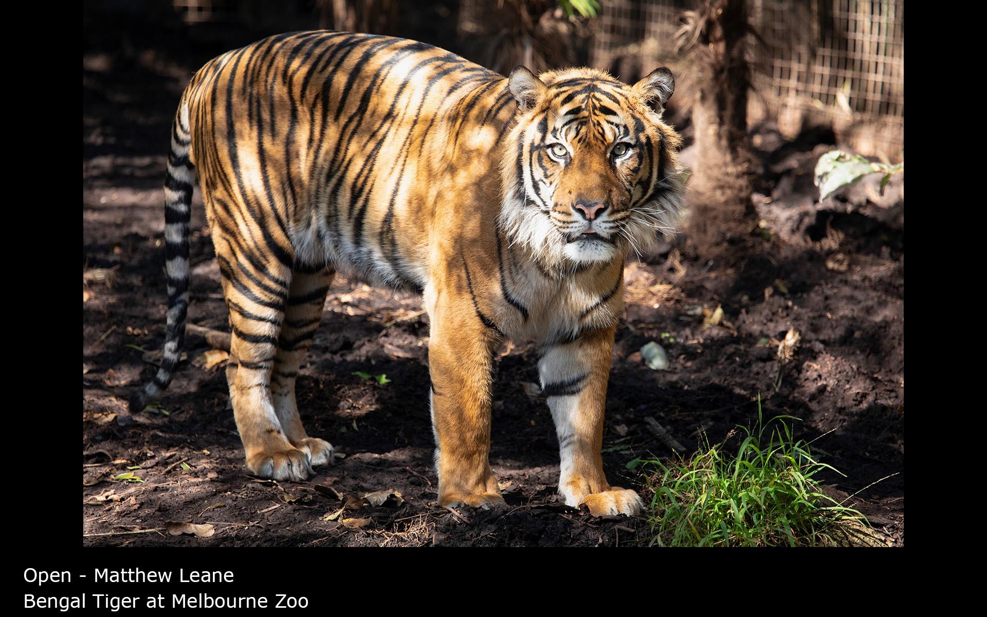 Bengal Tiger at Melbourne Zoo - Matthew Leane