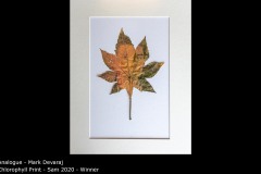 Chlorophyll Print - Sam 2020 - Mark Devaraj