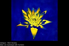 Water Lily Cyanotype with Turmeric - Mark Devaraj