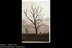 Lone tree Bairnsdale : carbon print - Denise Lawry