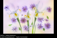 Iris and Chrysanthemums  - Lesley Bretherton