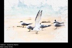 Water colour birds - Suzanne Martin