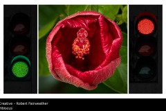 Hibiscus - Robert Fairweather