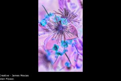 Alien Flower. - James Mexias