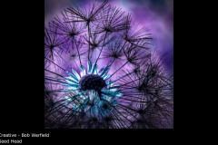 Seed Head - Bob Warfield
