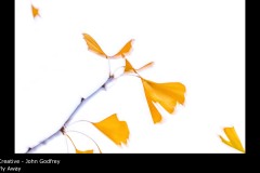 Fly Away - John Godfrey