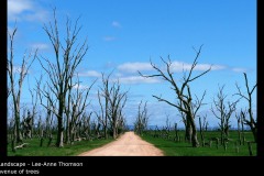 avenue of trees - Lee-Anne Thomson
