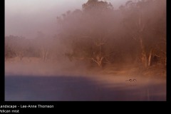 Pelican mist - Lee-Anne Thomson