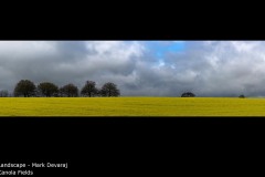 Canola Fields - Mark Devaraj