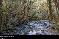 Tranquility - Paul Fraser