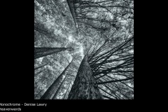 Heavenwards - Denise Lawry