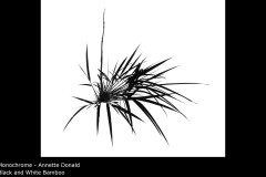 Black and White Bamboo - Annette Donald
