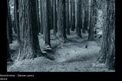 silence - Denise Lawry