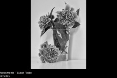 Camelias - Susan Rocco