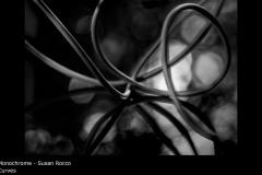 Curves - Susan Rocco