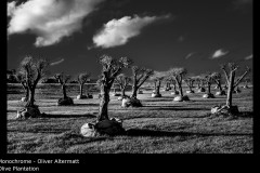 Olive Plantation - Oliver Altermatt