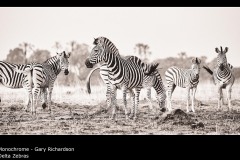 Delta Zebras - Gary Richardson
