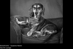 Chip On Lounge - Suzanne Martin