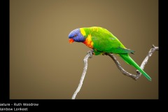 Rainbow Lorikeet - Ruth Woodrow