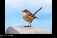 Wren - John Parkinson