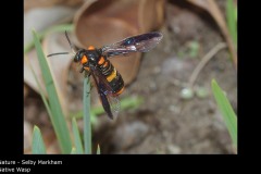 Native Wasp - Selby Markham