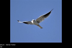 Kite - Adrian Fisher