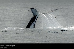 Gabo Orca - Bob Morgan