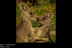 Mother's Love - Susan Rocco