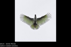 Sulphur-crested cockatoo. - James Mexias