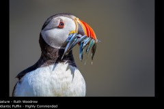 Atlantic Puffin - Ruth Woodrow