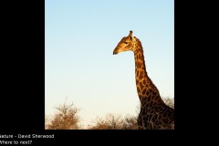Where to next? - David Sherwood