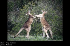 Sparring Partners - Marg Huxtable