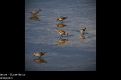Sandpipers - Susan Rocco