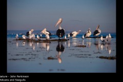 Pelicans and Seagulls - John Parkinson