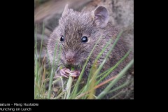 Munching on Lunch - Marg Huxtable