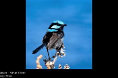 Fairy Wren - Adrian Fisher