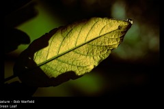 Green Leaf - Bob Warfield