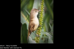 Reed Warbler with Damsel Fly - Marg Huxtable