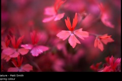 Spring colour - Matt Smith