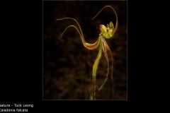 Caladenia falcata - Tuck Leong