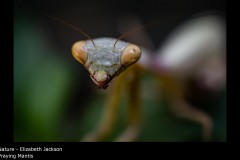 Praying Mantis - Elizabeth Jackson