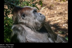 Relaxing in the sun - Paul Fraser