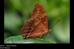 Brown Beauty. - James Mexias