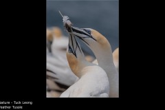 Feather Tussle - Tuck Leong