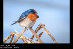 welcome swallow  - Kyffin Lewis
