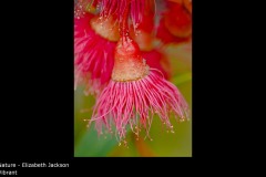 Vibrant - Elizabeth Jackson