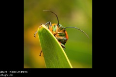 A Bug's Life - Nicole Andrews
