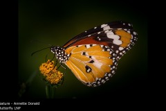 Butterfly LNP - Annette Donald