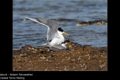 Crested Terns Mating - Robert Fairweather